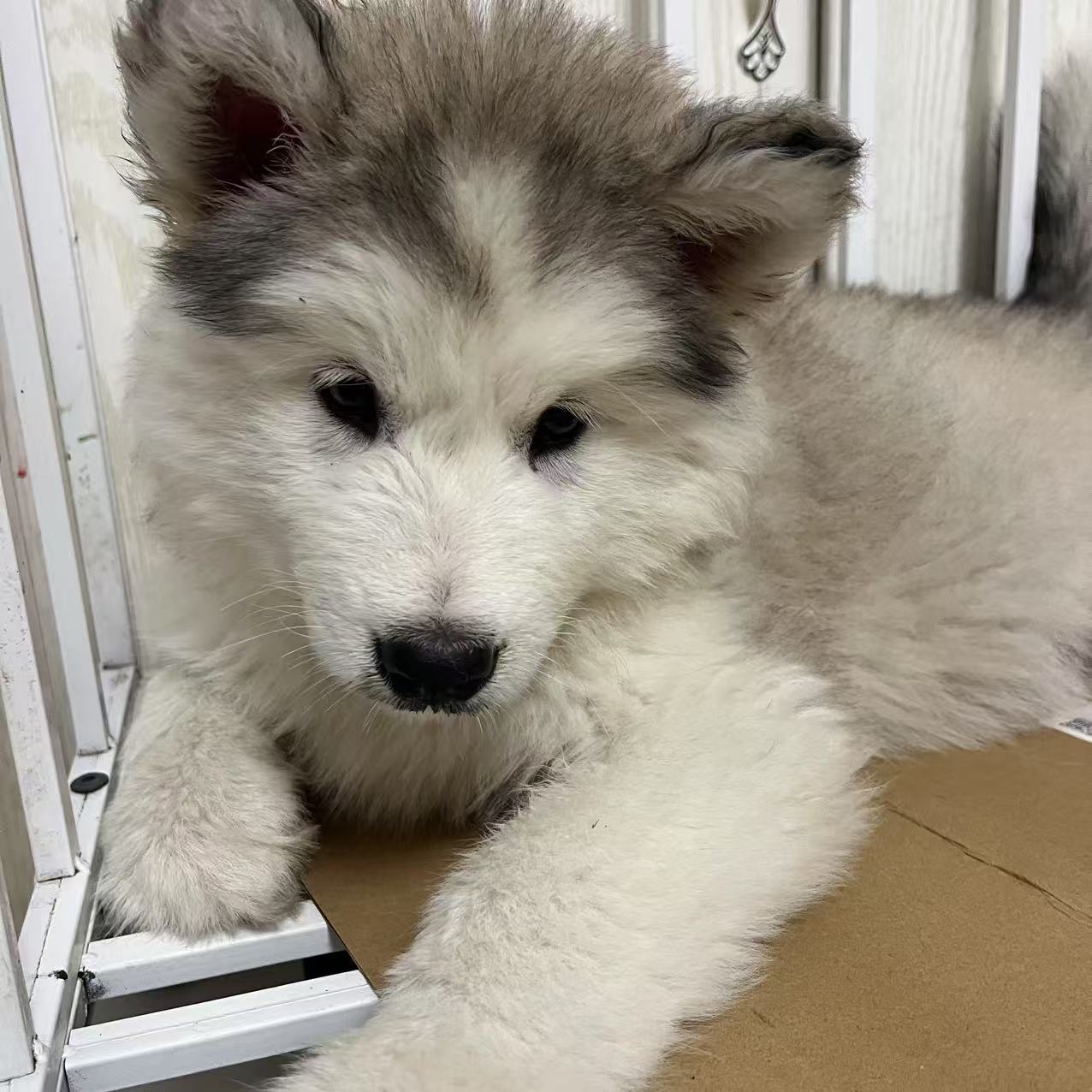 阿拉斯加幼犬